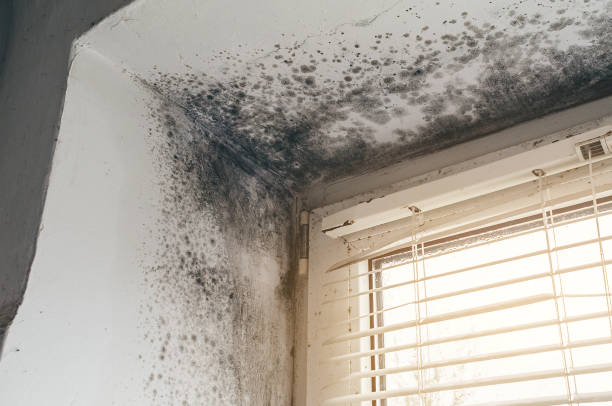 Affordable Black Mold Remediation solutions in Onancock, VA